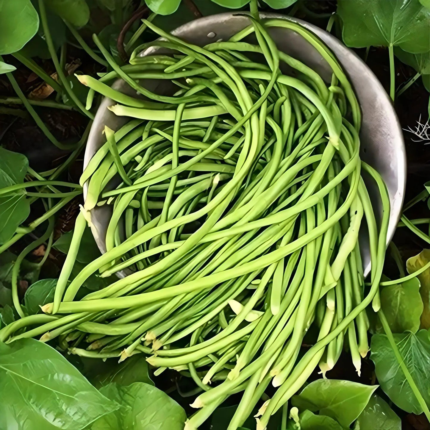 Yard Long Bean Vigna Sesquipedalis – Hardy Vegetable Garden Seeds