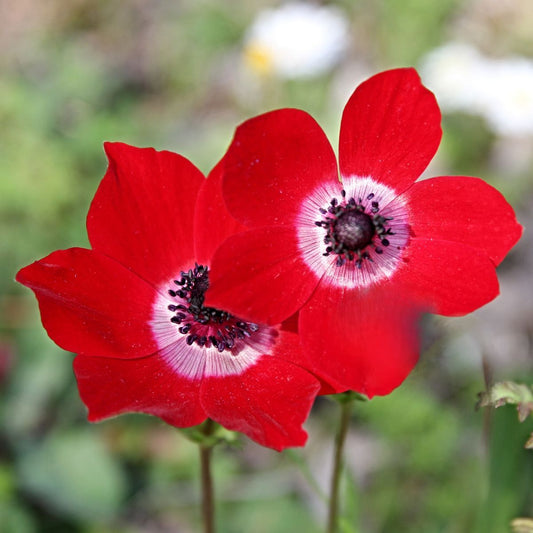 Anemone Anemone Multifida Rubra – Red Garden Flower Seeds
