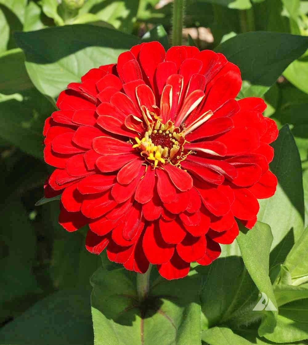 Zinnia Zinnia Elegans – Cherry Queen Flower Seeds