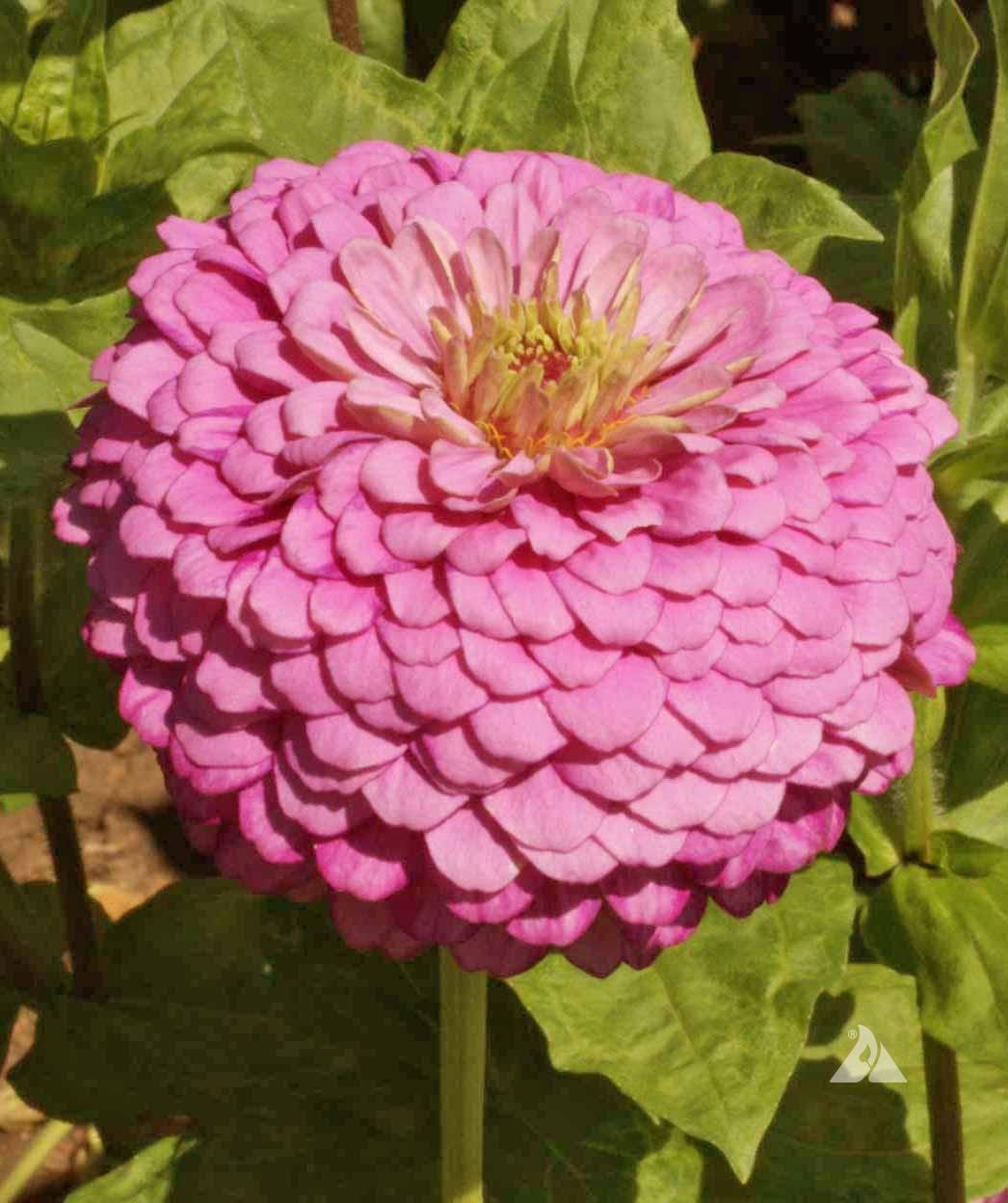 Zinnia Zinnia Elegans – Luminosa Pink Garden Flower Seeds