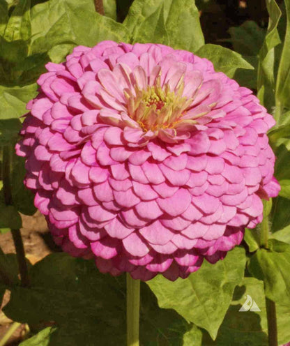 Zinnia Zinnia Elegans – Luminosa Pink Garden Flower Seeds