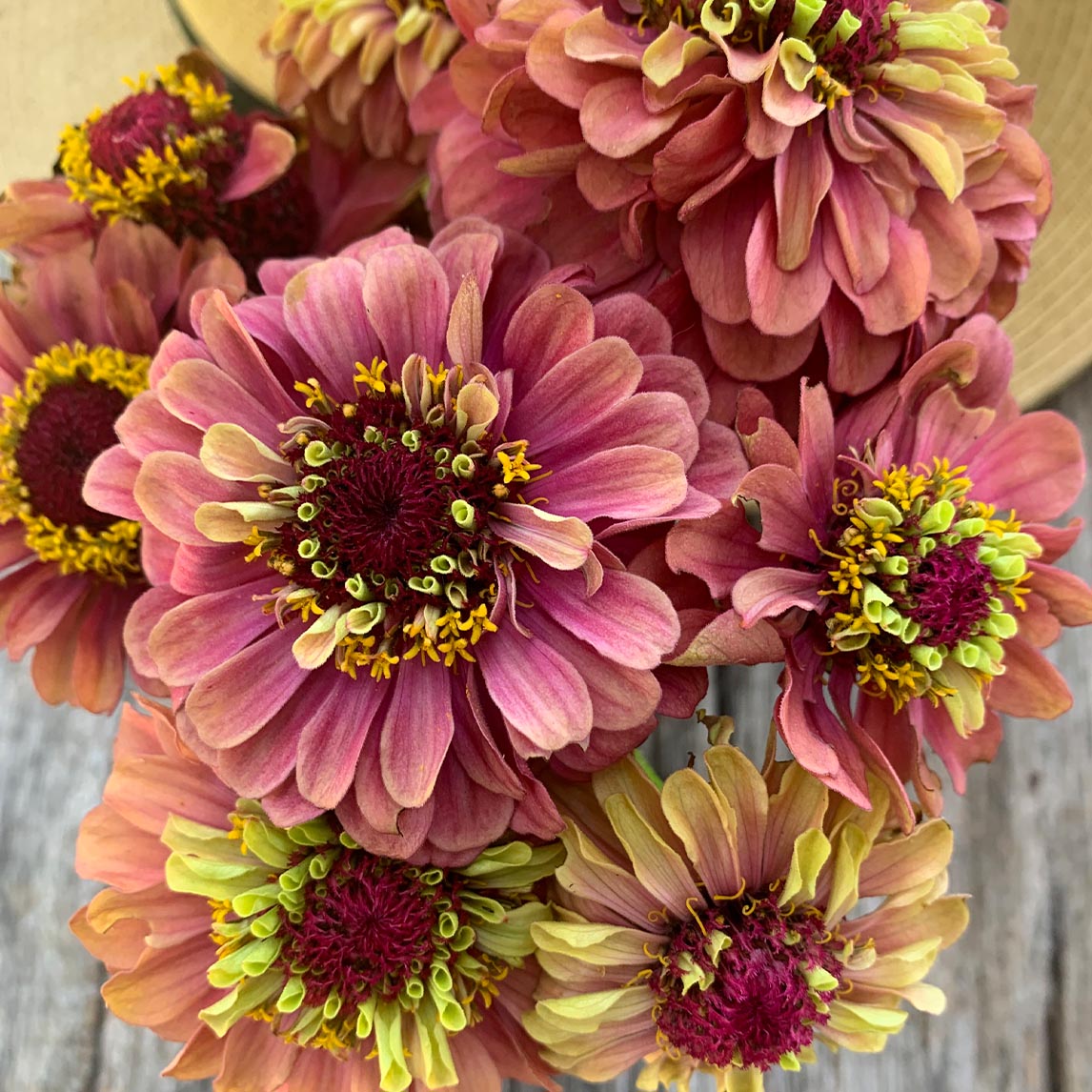 Zinnia Seeds Queen Red Lime Perennial Flower Seeds