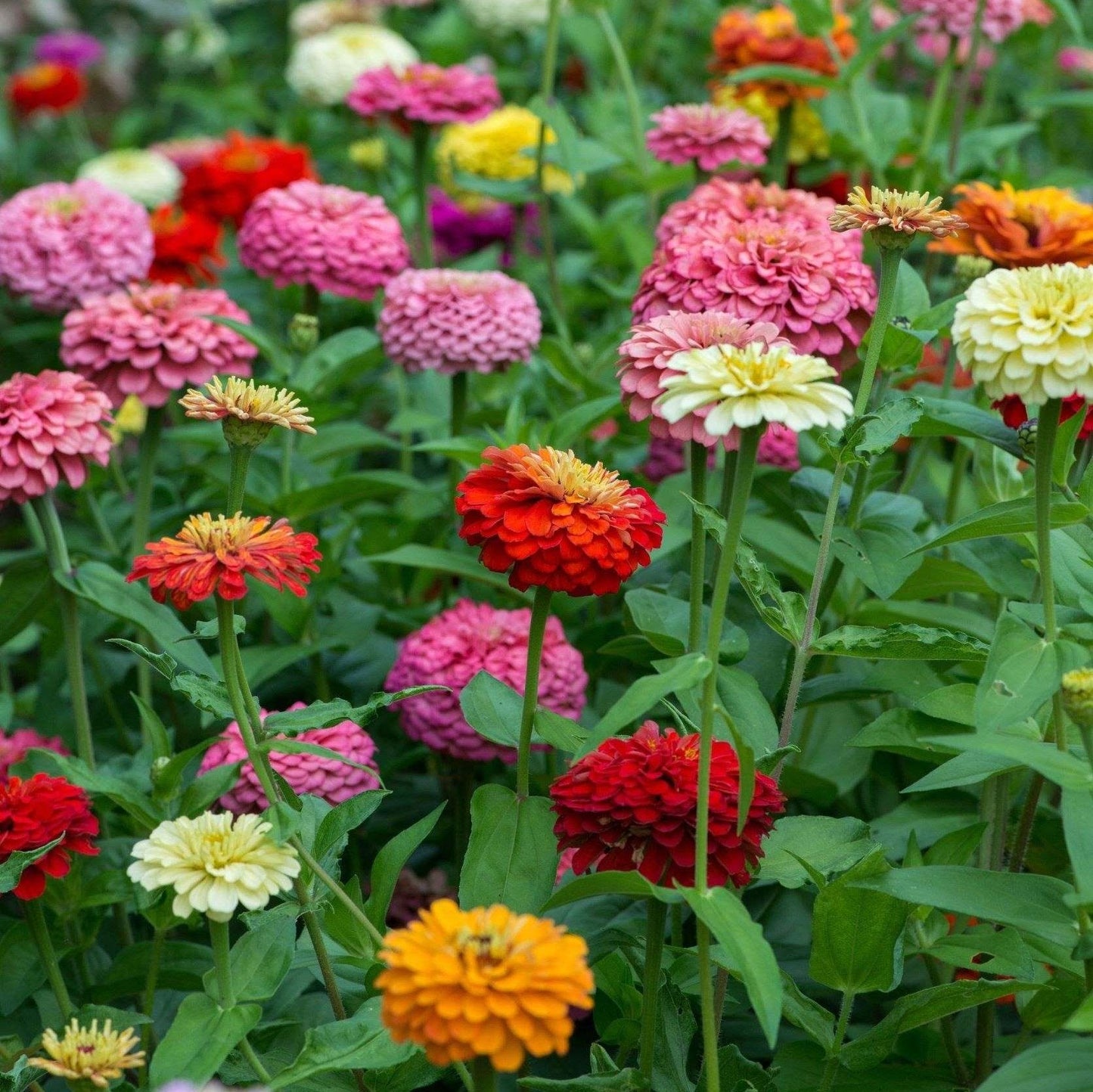 Double Cactus Zinnia – Mixed, Annual Flower Seeds