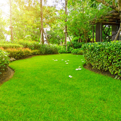 Zoysia Grass Seeds Zoysia Japonica Dense, Drought-Tolerant Lawn Soft, Low-Maintenance Turf