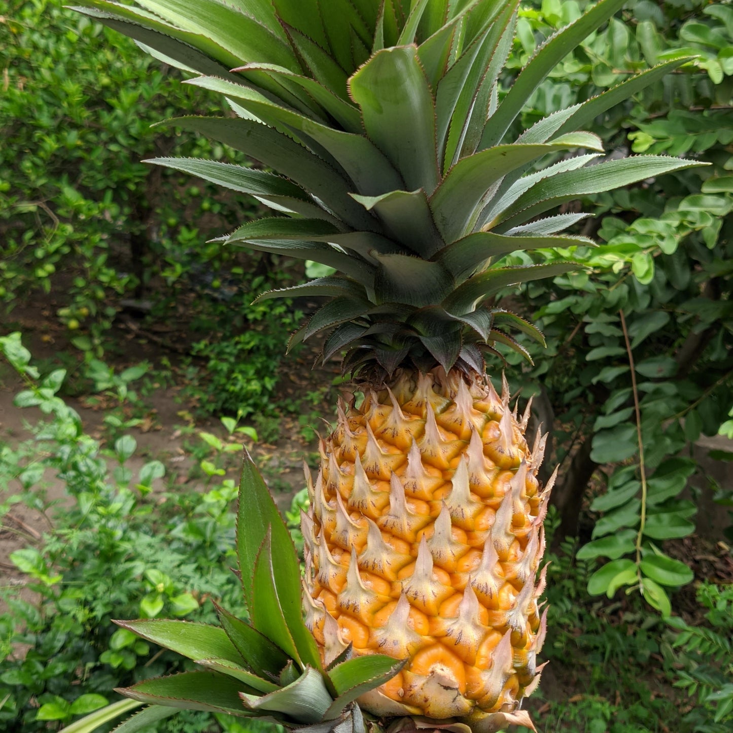 Smooth Cayenne Pineapple Ananas Comosus Seeds for Planting – Heirloom, Non-GMO, Easy to Grow Tropical Fruit