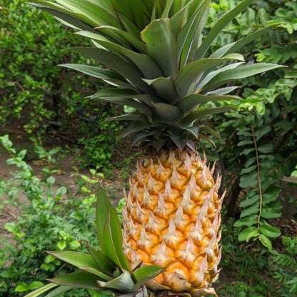Smooth Cayenne Pineapple Ananas Comosus Seeds for Planting – Heirloom, Non-GMO, Easy to Grow Tropical Fruit