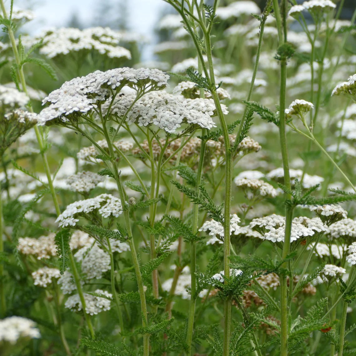 Western Yarrow – Hardy Wildflower Garden Seeds