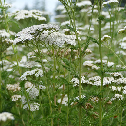 Western Yarrow – Hardy Wildflower Garden Seeds
