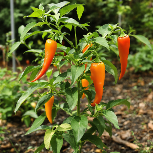 Orange Manzano Pepper – Garden Vegetable Seeds