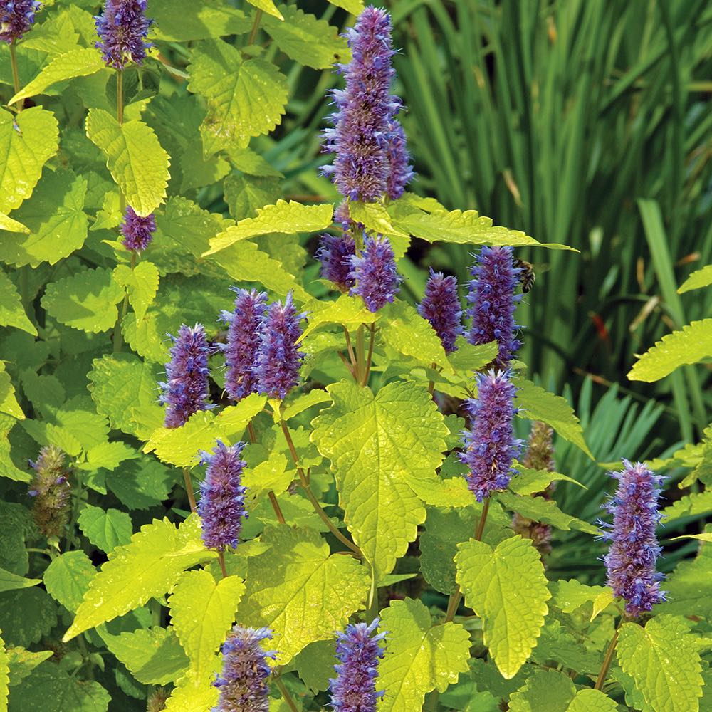 Anise Hyssop Golden Jubilee Agastache Foeniculum – Fragrant Herb Garden Seeds