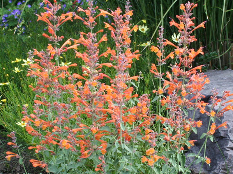 Agastache Agastache Aurantiaca – Apricot Sprite Fragrant Flower Seeds