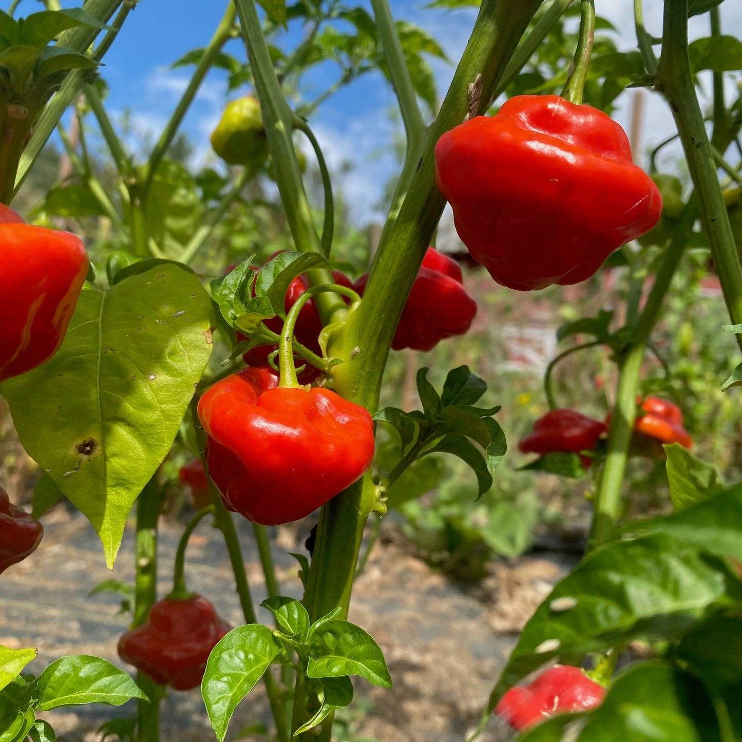 Aji Dulce Pepper (Capsicum chinense) Seeds for Planting – Heirloom, Non-GMO, Easy to Grow, Caribbean Variety