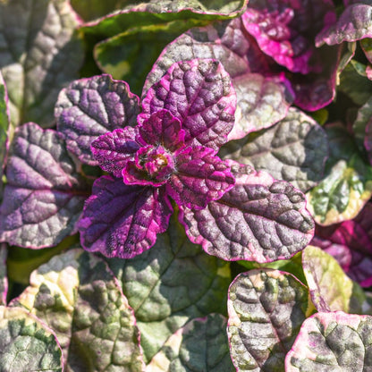 Ajuga Reptans ‘Burgundy Glow’ Ground Cover Seeds for Planting – Heirloom, Non-GMO, Variegated Foliage, Perennial, Easy to Grow