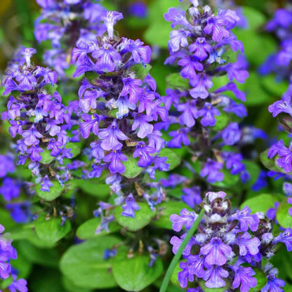 Ajuga Bugleweed Ajuga Reptans Ground Cover Flower Seeds