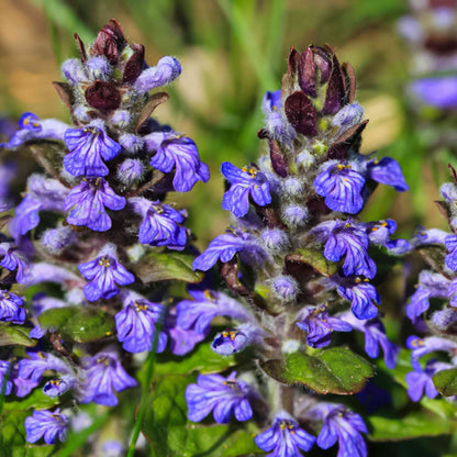Blue Bugleweed (Ajuga reptans) Live Plant Plugs – Heirloom, Non-GMO, Perennial Ground Cover, Easy to Grow