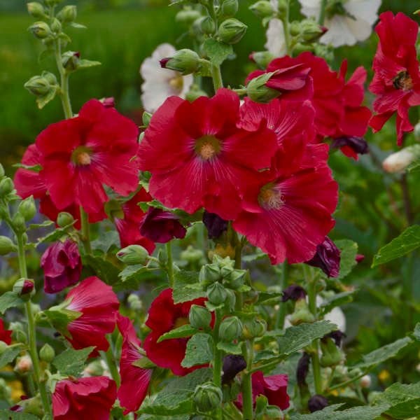 Hollyhock – Hardy Wildflower Garden Seeds