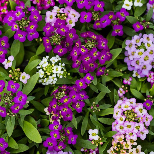Maroon Alyssum Perennial – Perennial Flower Seeds