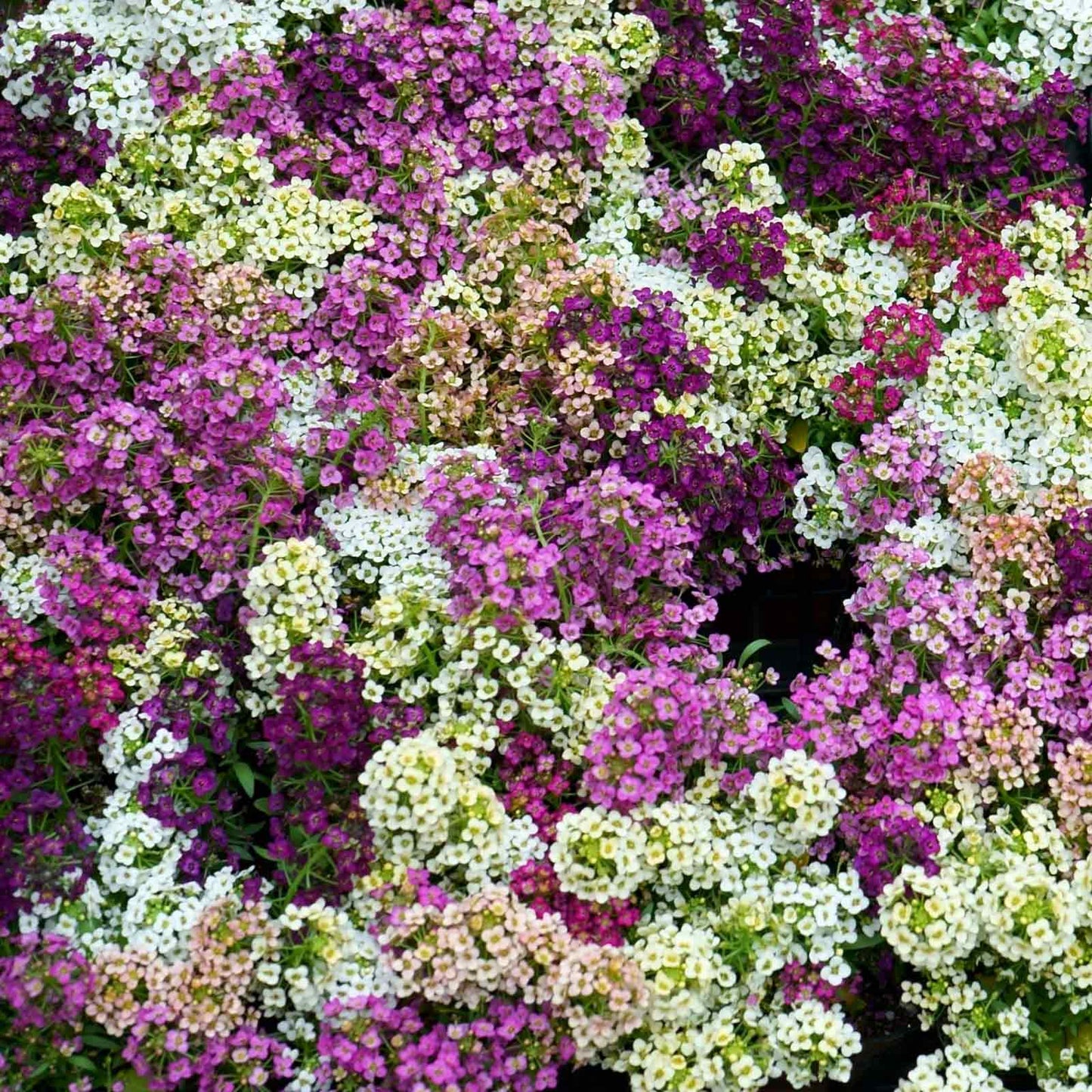 Lilac Lace Alyssum – Mixed, Perennial Flower Seeds