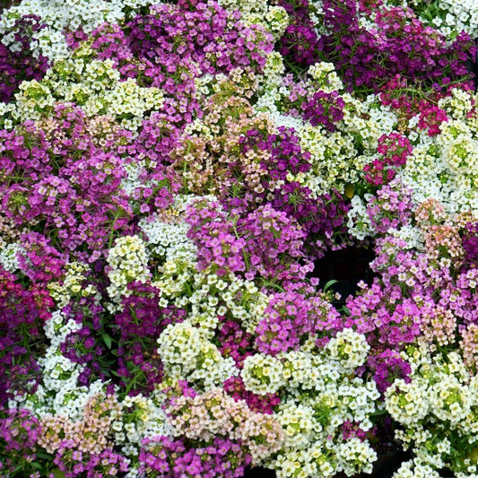 Lilac Lace Alyssum – Mixed, Perennial Flower Seeds