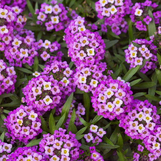 Royal Carpet Sweet Alyssum Lobularia Maritima – Colorful Wildflower Seeds