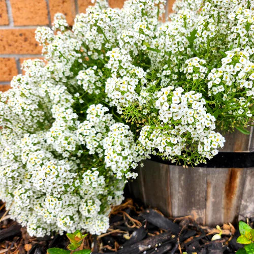 Alyssum Carpet of Snow Lobularia Maritima – Perennial Groundcover Flower Seeds
