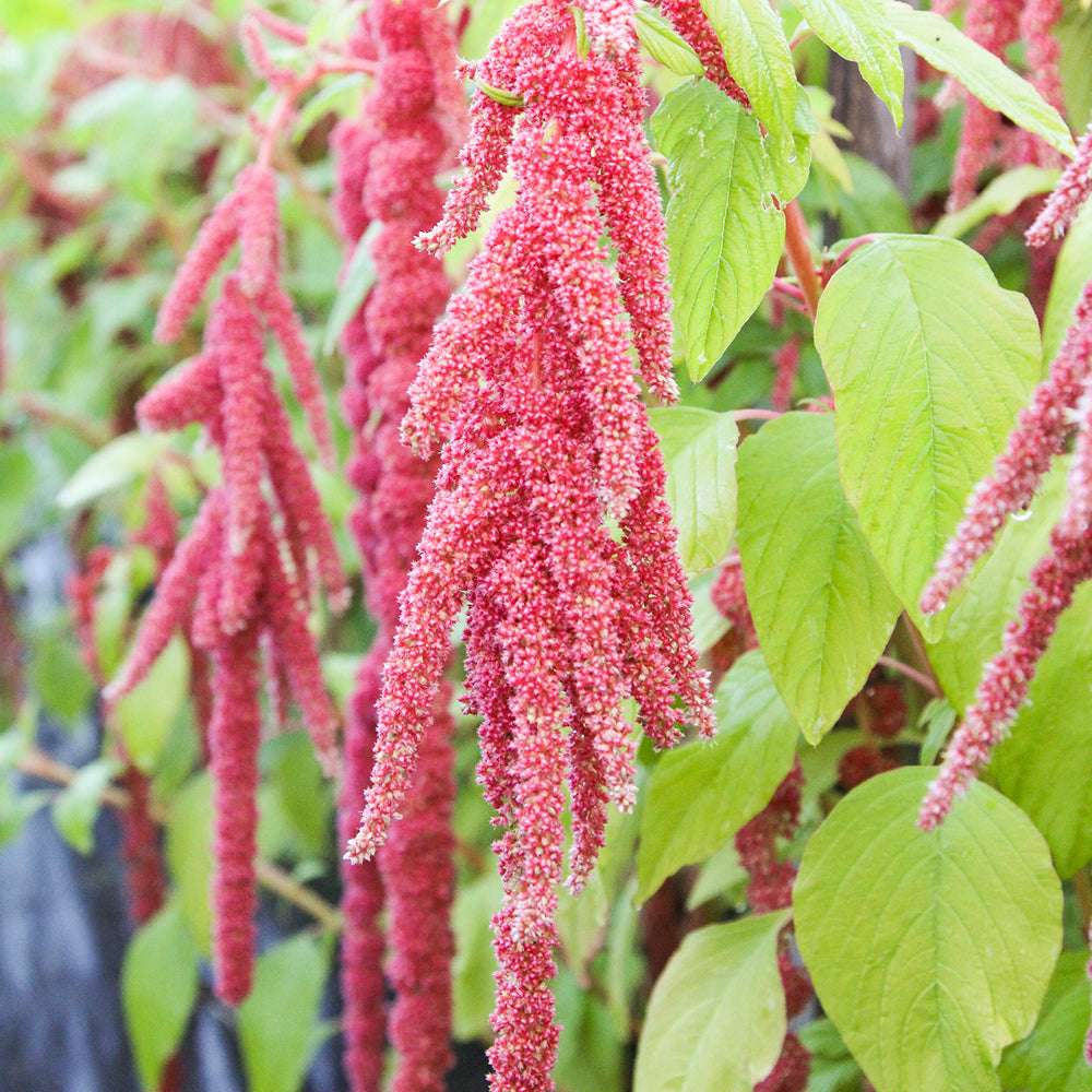 Coral Fountain Amaranthus – Annual Flower Seeds
