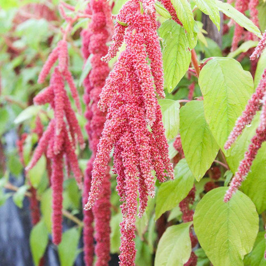 Coral Fountain Amaranthus – Annual Flower Seeds