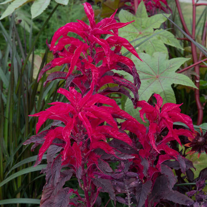 Moulten Fire Amaranthus – Annual Flower Seeds