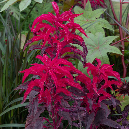 Moulten Fire Amaranthus – Annual Flower Seeds