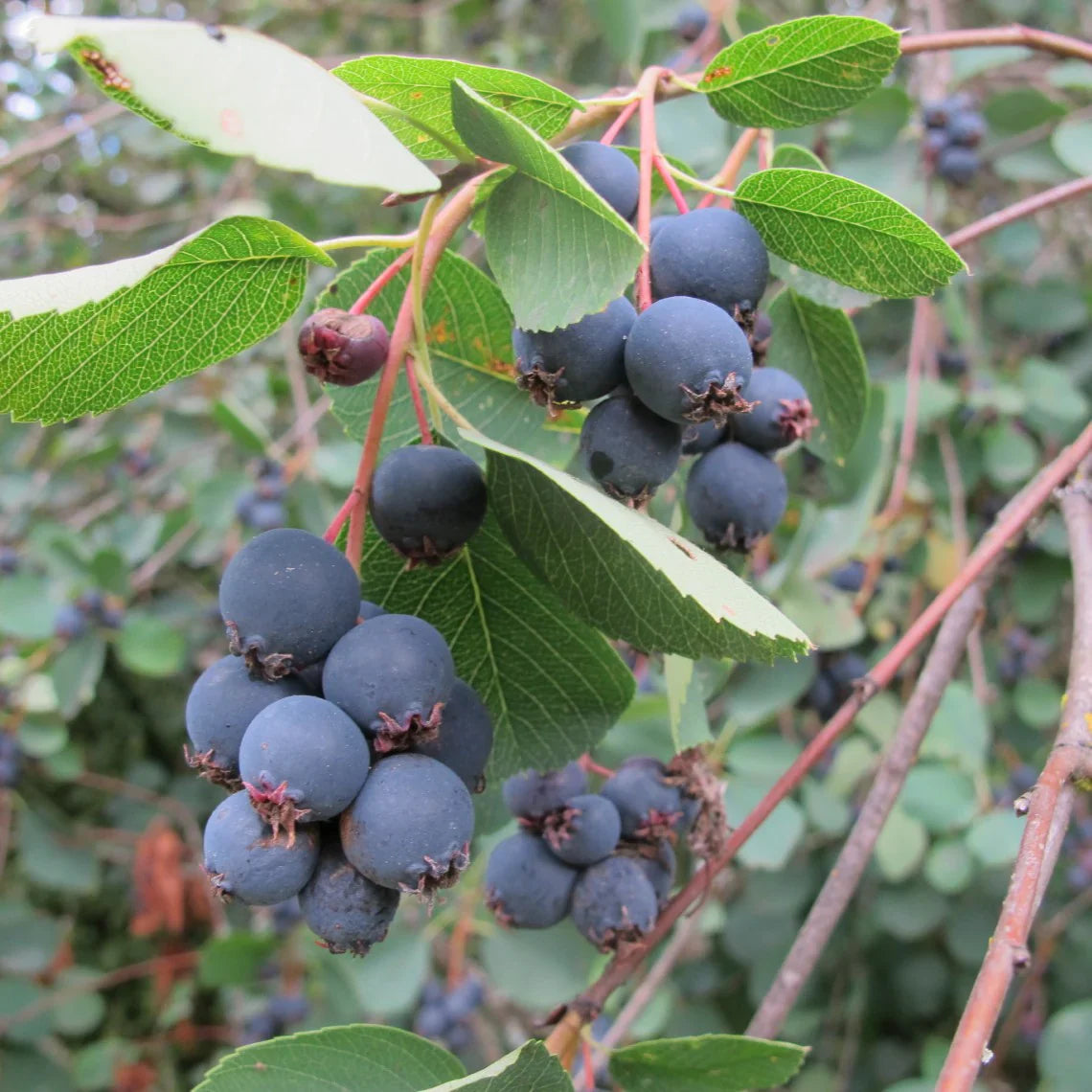Saskatoon Serviceberry Amelanchier Alnifolia – Hardy Shrub Seeds