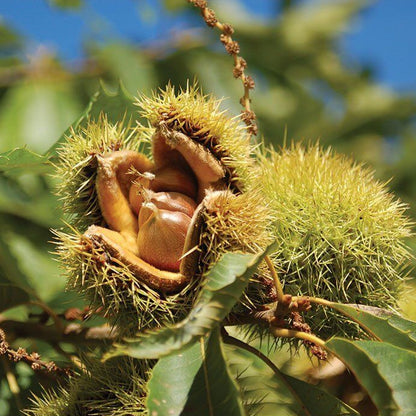 American Chestnut Seeds Fast-Growing Nut Tree Cold-Hardy & Disease-Resistant Variety