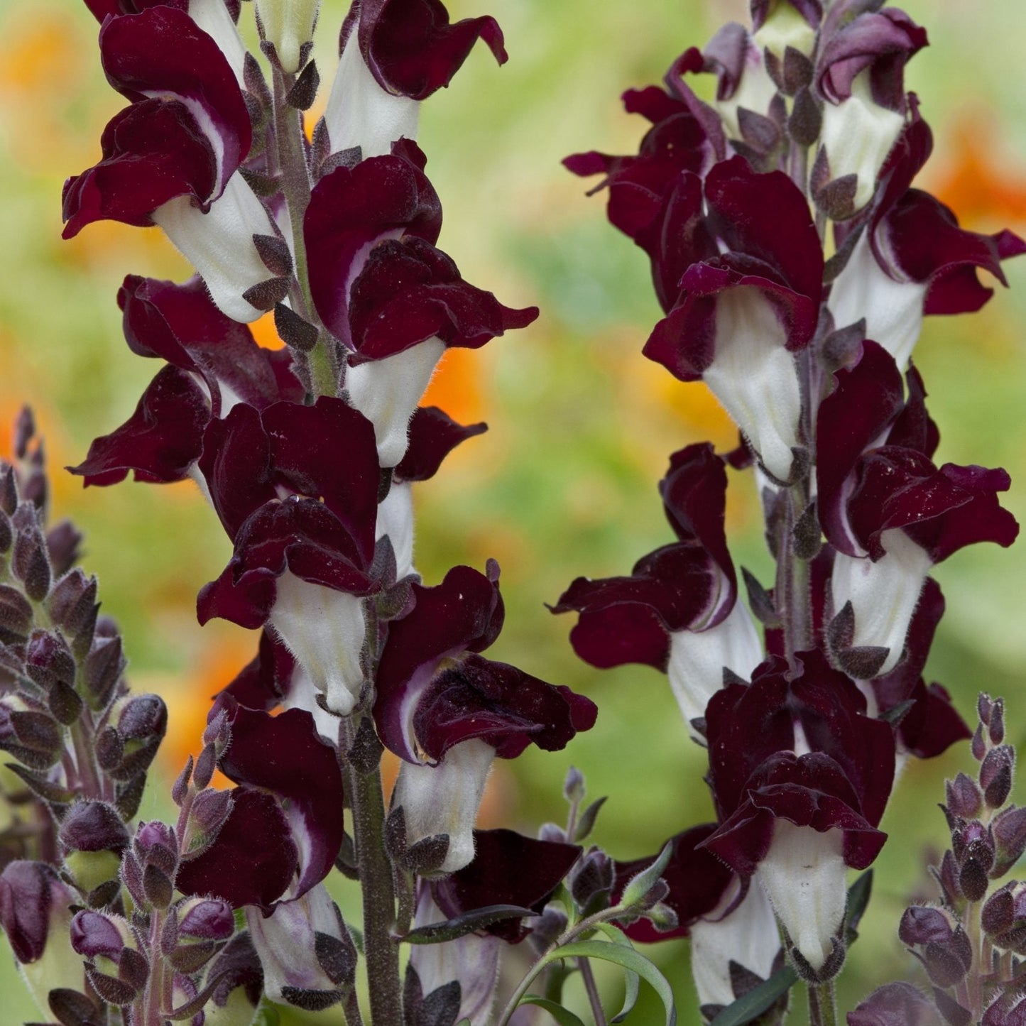 Snapdragon Antirrhinum Night – Colorful Flower Seeds
