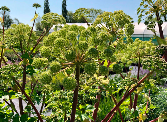 Angelica Archangelica – Perennial Herb and Flower Garden Seeds