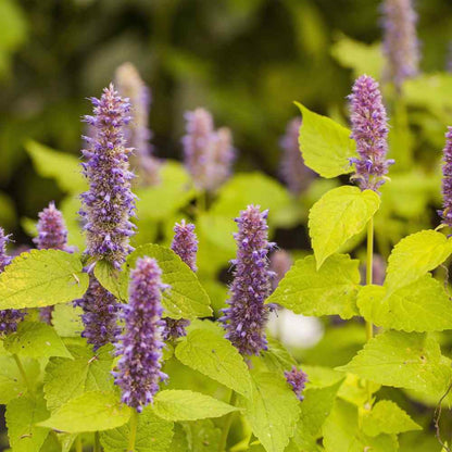 Anise Hyssop Golden Jubilee Agastache Foeniculum – Fragrant Herb Garden Seeds