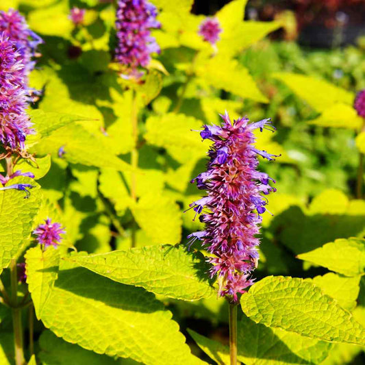 Anise Hyssop Golden Jubilee Agastache Foeniculum – Fragrant Herb Garden Seeds