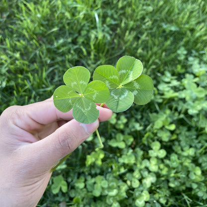 Lucky Clover Mix Seeds for Planting – Four-Leaf and Standard Clover, Heirloom, Non-GMO, Easy to Grow