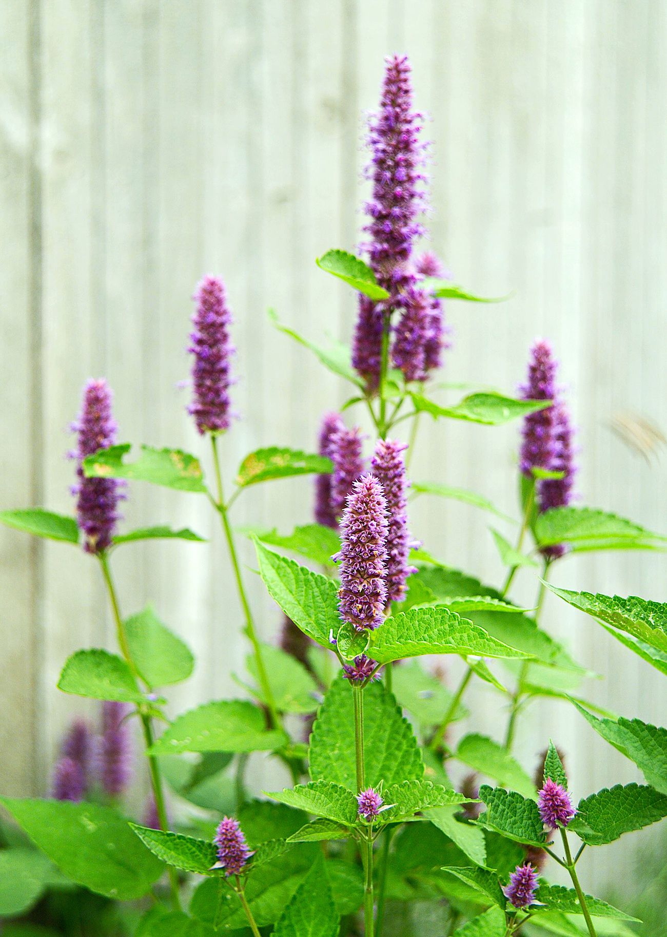 Anise Hyssop Blue Spike Agastache Foeniculum – Aromatic Herb Garden Seeds