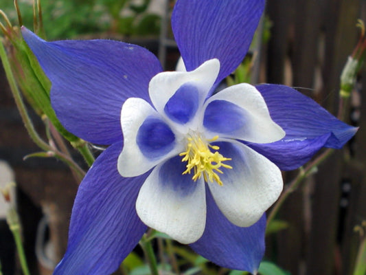 Columbine Blue Dream Aquilegia Caerulea – Hardy Garden Flower Seeds