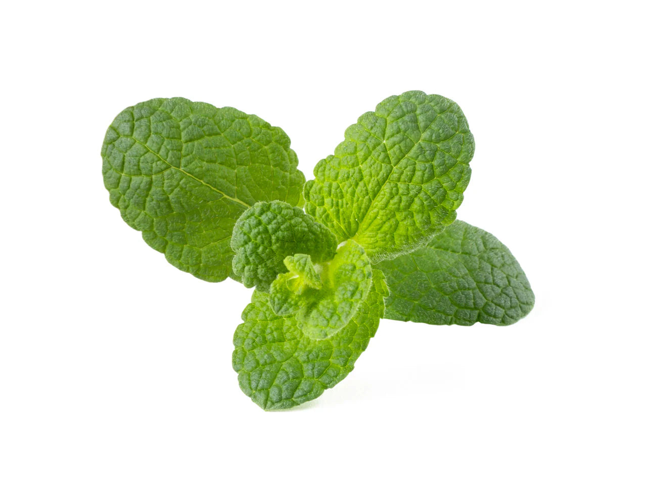 Apple Mint (Mentha suaveolens) Seeds for Planting – Fresh Aromatic Herb Seeds for Home & Garden Growing