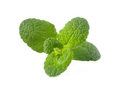 Apple Mint (Mentha suaveolens) Seeds for Planting – Fresh Aromatic Herb Seeds for Home & Garden Growing