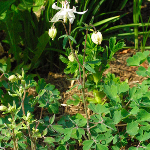 Grannys Lace Bonnet – Perennial Flower Seeds
