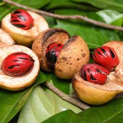 Graftedd Nutmeg Pala Myristica Fragrans Myristicaceae Tree Flower
