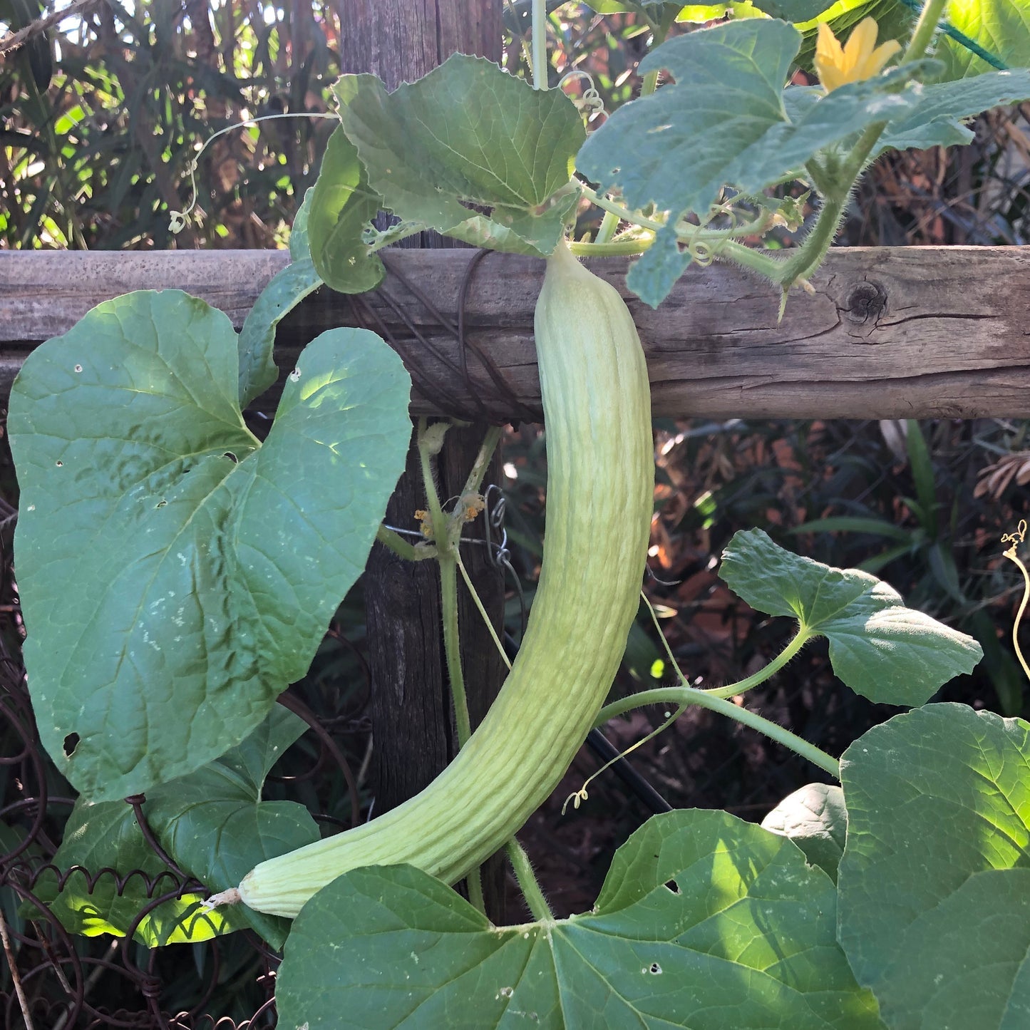 Cucumber Cucumis Melo – Burpless Armenian Yard Long Vegetable Seeds