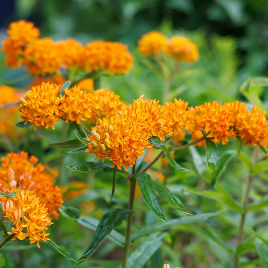 Butterfly Weed Asclepias – Pollinator Friendly Wildflower Seeds