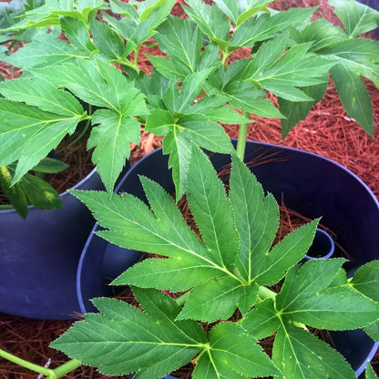 Ashitaba Seeds – Angelica Keiskei Japanese Herb Planting Seeds