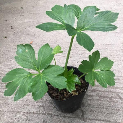 Fresh Ashitaba Seeds Tomorrow’s Leaf, Tested Angelica Keiskei for Organic Planting