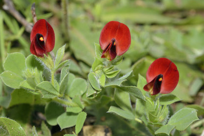 Asparagus Pea Lotus Tetragonolobus – Hardy Vegetable Seeds