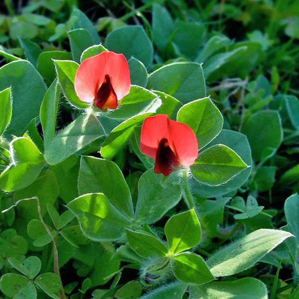 Asparagus Pea Lotus Tetragonolobus – Hardy Vegetable Seeds