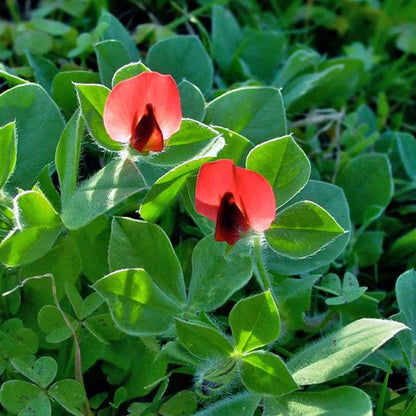 Asparagus Pea Lotus Tetragonolobus – Hardy Vegetable Seeds