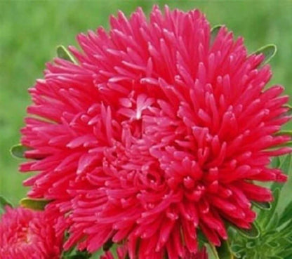 Aster Needle Unicum Salmon Pink Callistephus Chinensis – Dwarf Garden Flower Seeds